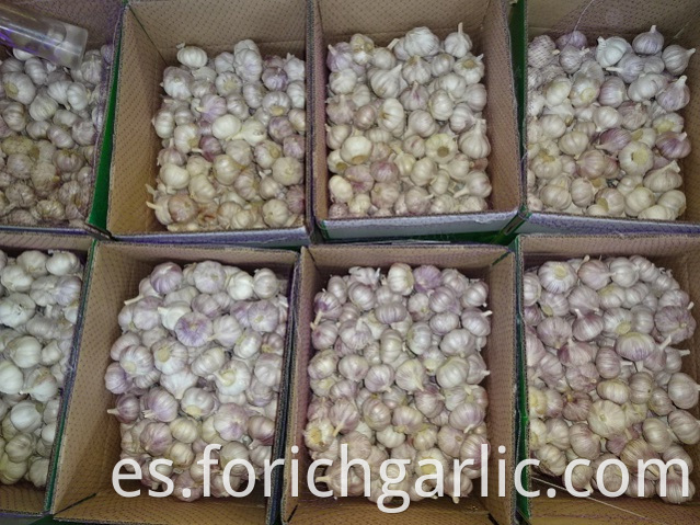 Size 5 0cm Normal White Garlic